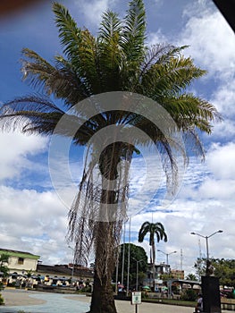 Palmera photo