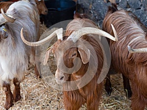 Palmera goat Spanish autochthonous breed photo