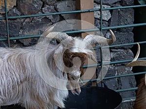 Palmera goat Spanish autochthonous breed from Canary Island photo