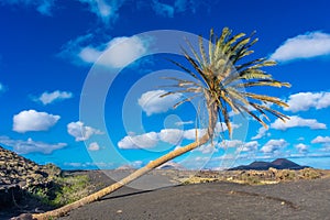 The `Palmera Inclinada` translation: Inclined Palm of Lanzarote, Canary Islands, photo