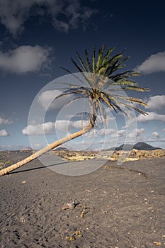 The `Palmera Inclinada` translation: Inclined Palm of Lanzarote, Canary Islands photo