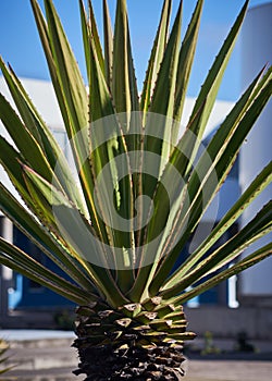 Palmera pequeÃÂ±a a la luz de un sol de mediodia. photo