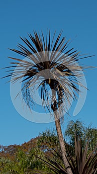 Palmera photo