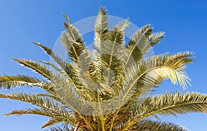 Palmera and seeds photo