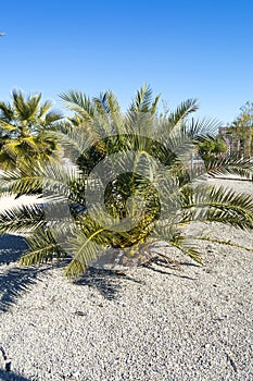 Palmera and seeds photo