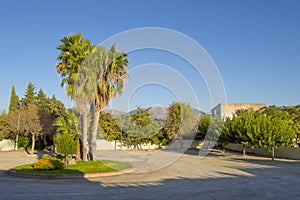 Palmera and seeds photo