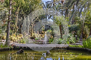 Botanical garden of the huerto del cura in Elche photo