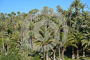 Palmeral of Elche, Spain photo