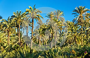 Palmeral of Elche, Spain. UNESCO heritage site