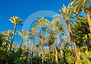 Palmeral of Elche, Spain. UNESCO heritage site