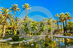 Palmeral of Elche, Spain. UNESCO heritage site photo