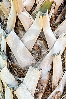 Palmetto Bark Close Up