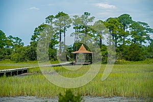 Palmetto forest on hunting island beach