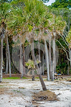 Palmetto forest on hunting island beach