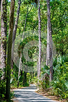 Palmetto forest on hunting island beach