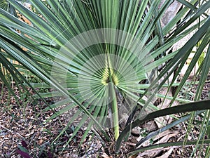 Palmetto frond with dramatic eye in the center