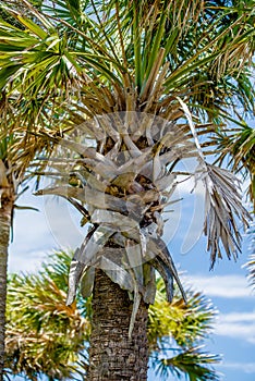 Palmetto palm trees in sub tropical climate of usa
