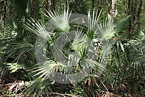 Palmetto or sabal minor grouping in natural setting in Florida Park