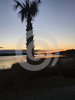 Palmetto Sunset