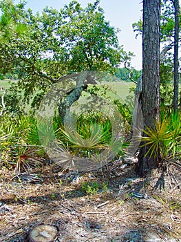 South Carolina Palmetto Thicket