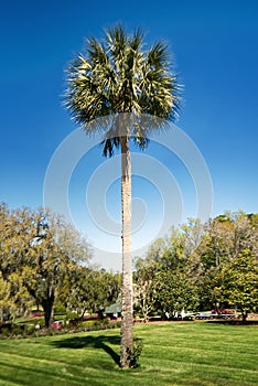 A palmetto tree against a beautiful blue  sky.