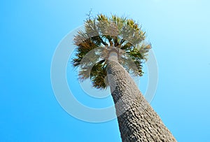 Palmetto Tree