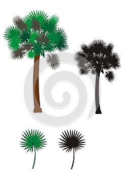 Palmetto tree illustration
