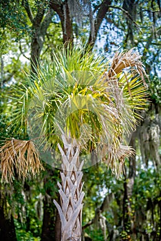 Palmetto tree set against a Carolina blue sky.