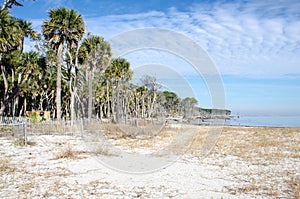 Palmetto trees on the beach and a calm Atlantic Ocean at Hunting Island State Park