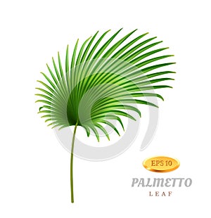 Palmetto tropical leaves, realistic leafage flora