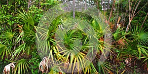 Palmetto Understory - Everglades