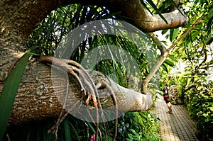 Palmiarnia (Palm Greenhouse) of Walbrzych