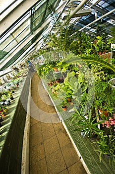 Palmiarnia (Palm Greenhouse) of Walbrzych