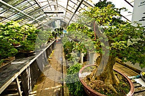 Palmiarnia (Palm Greenhouse) of Walbrzych