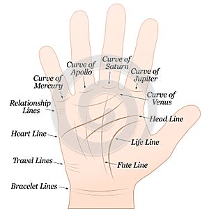 Palmistry Right Hand White