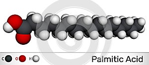 Palmitic acid or hexadecanoic, C16H32O2 molecule. It is saturated fatty acid. Molecular model