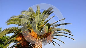 Palmleafs on beautiful bright blue sky, Palm tree gently moves on wind