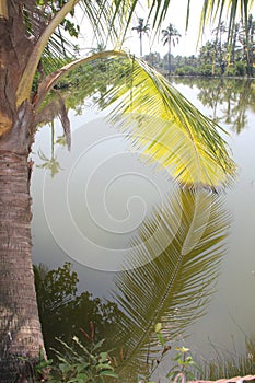 Palmleaves hanging in the water