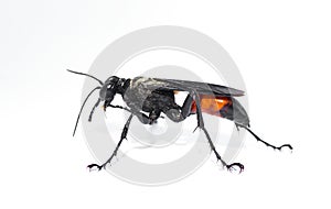 Palmodes dimidiatus â€“ the Florida Hunting Wasp isolated on white background. thread-waisted wasps loosely called digger wasps