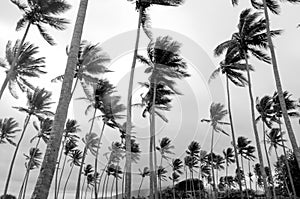 Palms