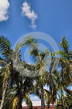 Palms