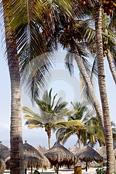 Palms