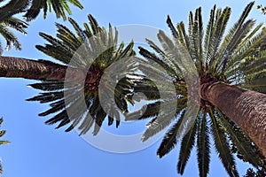 Palms