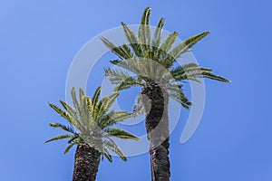 Palms in Achilleion palace on Corfu Island, Greece