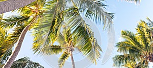 Palms against blue sky