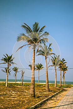 Palms against blue sky