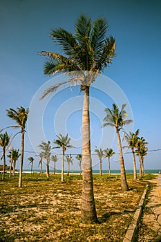 Palms against blue sky