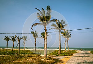 Palms against blue sky