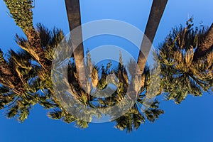 palms against the blue sky