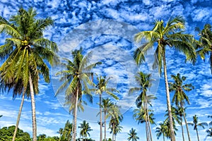 Palms against the blue sky